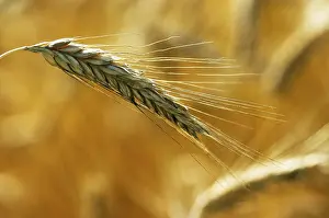 Autumn Harvest Drucke: Rye