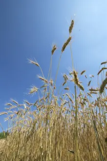 Harvesting Agricultural Crops Drucke: Rye