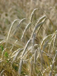 True Grasses Drucke: Rye ears