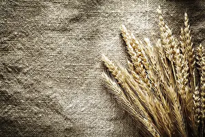Agricultural Crops Drucke: Rye ears on sacking background