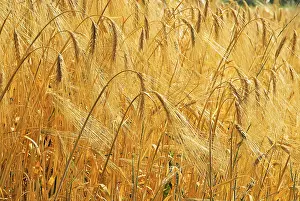 Agricultural Crop Images Drucke: Rye field 10