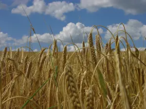 Rye Field Drucke: Rye field