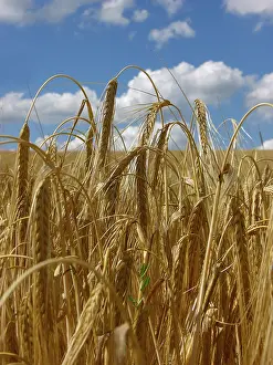 Rye Field Landscape Drucke: Rye field
