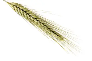 Agricultural Photography Drucke: Rye (Secale cereale)