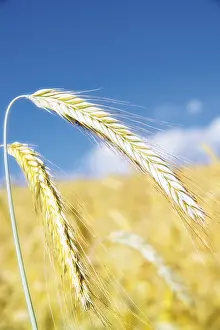 Rye Grain Drucke: Rye (Secale cereale)