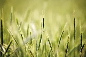 Field Cultivation Drucke: Rye (Secale cereale)