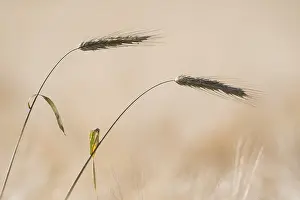 Lower Saxony Agriculture Drucke: Rye (Secale cereale), two ears
