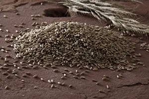 Food Still Life Studio Drucke: Rye (Secale cereale) on a millstone