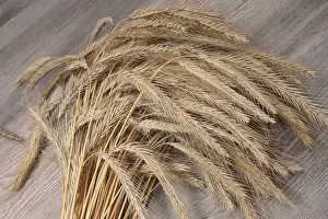 True Grasses Drucke: Rye sheaf