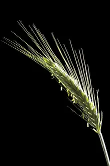 Basic Food Photography Drucke: Rye spike