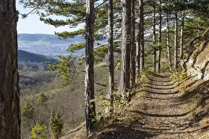 Deserted Forest Track Drucke: SaaleHorizontale panorama trail