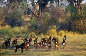 Bovid Species Drucke: Sable antelope
