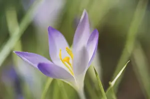 Saffron Crocus Drucke: Saffron Crocus albiflorus