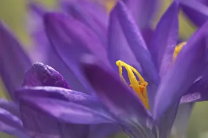 Saffron Crocus Drucke: Saffron Crocus albiflorus
