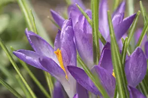 Saffron Crocus Drucke: Saffron Crocus albiflorus
