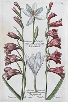 Saffron Crocus Drucke: Saffron crocus (Crocus sativus)