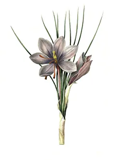 Saffron Crocus Drucke: Saffron crocus (Crocus sativus)