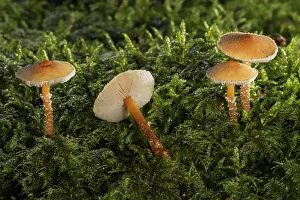 Southern Germany Nature Images Drucke: Saffron parasols (Cystoderma amianthinum) in moss