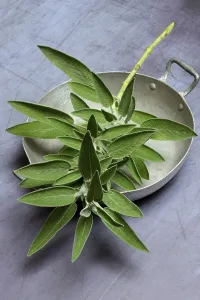 Still Life Grocery Store Drucke: Sage branch in shell, Germany