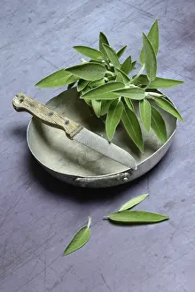 Food Nutrition Photography Drucke: Sage branch in shell, Germany