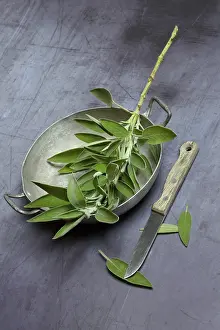 Healthy Food Still Life Drucke: Sage branch in shell, Germany