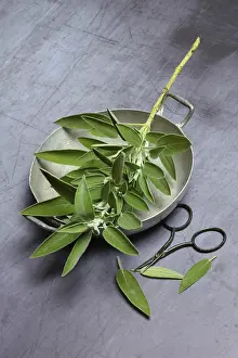 Nutrition Still Life Images Drucke: Sage branch in shell, Germany