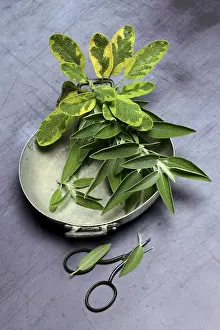European Foodstuff Images Drucke: Sage branch in shell, Germany
