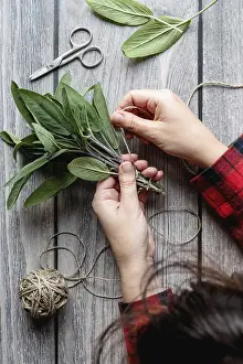 Castle Architecture Drucke: Sage leaf bundle in hands, prepare herbs to dry