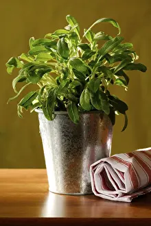 Rustic Home Decor Drucke: Sage plant in a pot on a rustic table against a green background