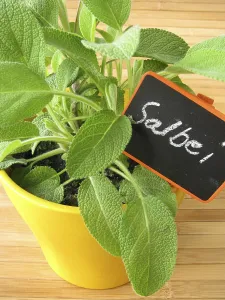 Kitchen Spice Plants Drucke: Sage in a pot of herbs