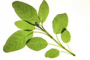 Medicinal Herb Images Drucke: Sage sprig released