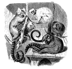 Historical Primate Illustrations Drucke: Saguin, Hapale jacchus and silver monkey