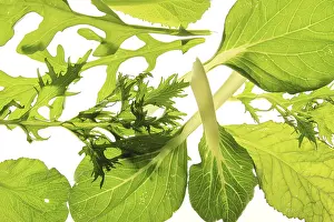 Leaf Vein Patterns Drucke: Salad mix