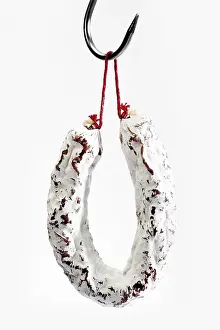 Studio Shot Of Salami Drucke: Salami on a hook