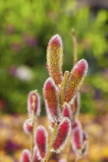 Willow Tree Drucke: Salix