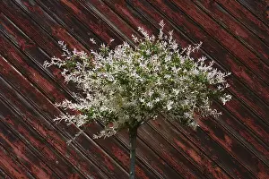 Willow Tree Drucke: Salix integra