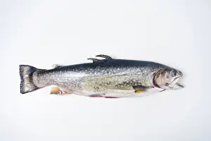 Drucke von Gewürzmischung, bereit zum Kochen Char Drucke: Vorgeröstet, zum Kochen bereit.