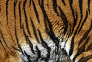 Predator Mammal Drucke: Sample of a tiger