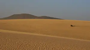 Deserted Sand Dune Drucke: Sand desert with wave pattern, single shrub