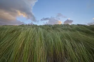 Marram Grass Landscape Drucke: Sand dune, dune grass, wind, clouds