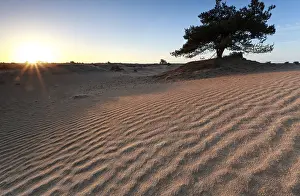 Deserted Dutch Landscape Drucke: Sand pattern in morning sunshine
