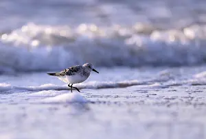 Texel Wildlife Photography Drucke: Sanderling (Calidris alba) on the beach with waves
