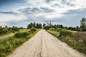 Juniper Bush Scenery Drucke: SandstraBe, Juniper Heath