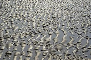 Coastal Area Lower Saxony Germany Drucke: Sandy beach beach at low tide with wave-like pattern