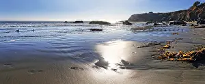 Daytime Coastal Landscape Photo Drucke: Sandy beach with brown algae (Phaeophyceae)