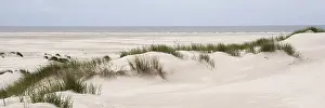 Amrum Island Drucke: Empty sandy beach, dune landscape