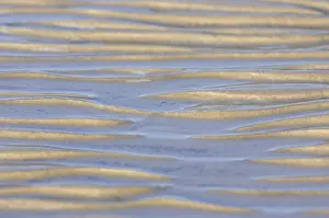 Sandy Beach At Low Tide Drucke: Sandy beach at low tide, rippled wave pattern