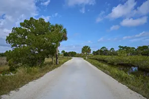 Florida Wildlife Drucke: Sandy path lined with trees, under blue sky with few clouds