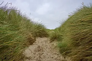 Deserted Scottish Coastline Drucke: A sandy path between tall dune grass winds under a cloudy sky