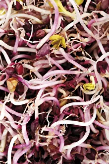 Close Up Studio Shot Drucke: Sango seedlings